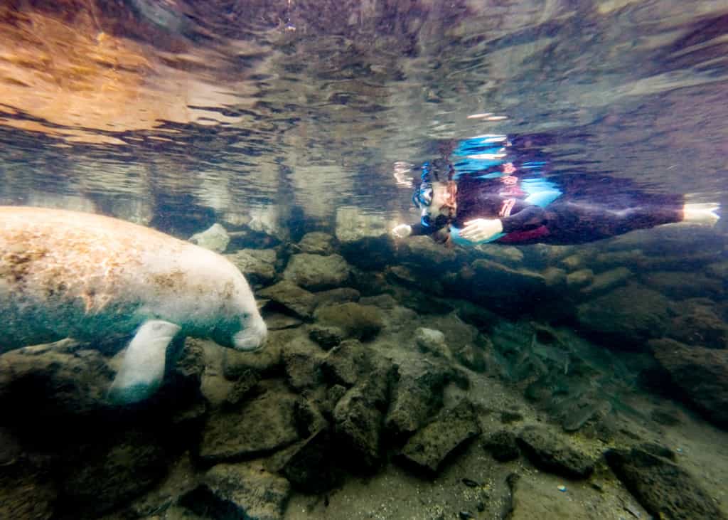 how-to-swim-with-manatees