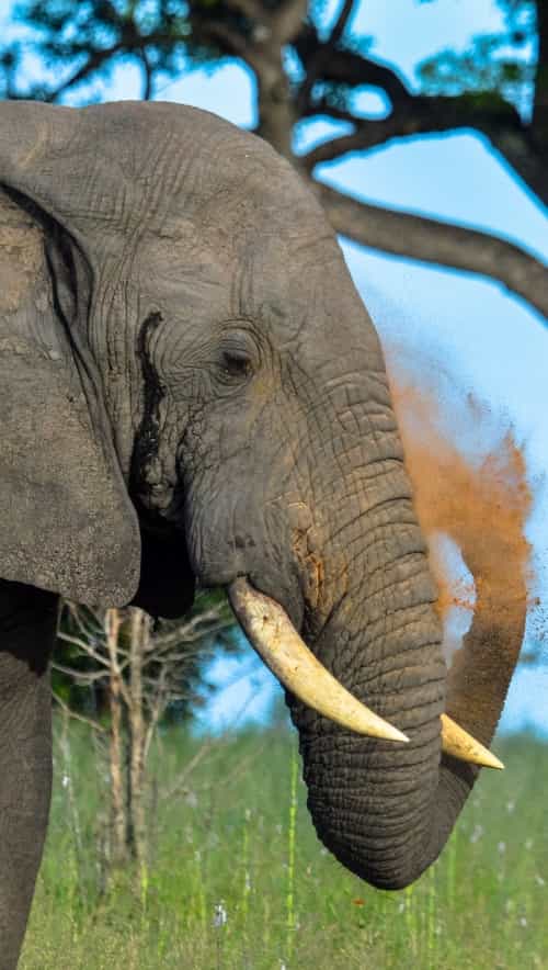 Londolozi Private African Game Reserve - Londolozi Elephant