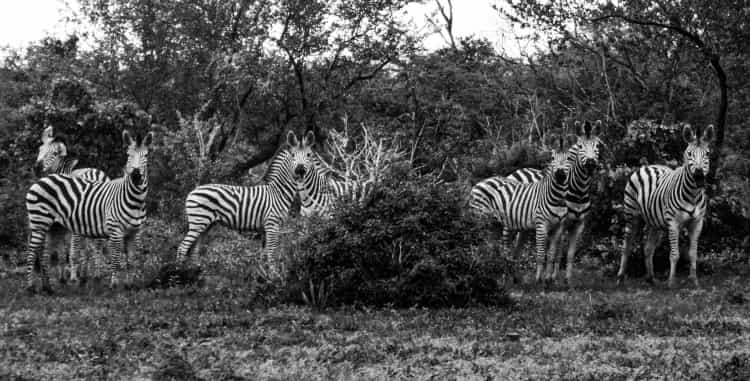 Zebras in Africa – Londolozi – Private Game Reserve – Roamaroo Zebras in Africa - Londolozi - Private Game Reserve - Roamaroo