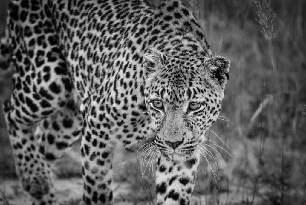 Londolozi Leopard watching