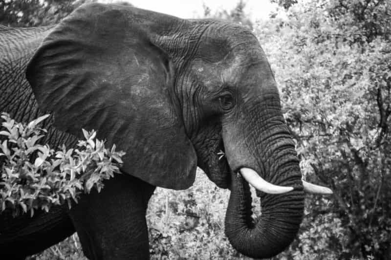 Elephant in Africa - Londolozi - Private Game Reserve - Roamaroo