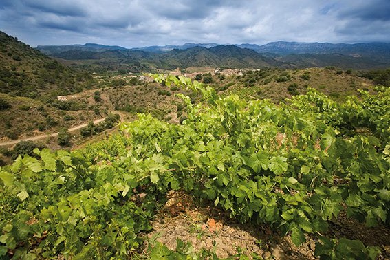 Best Spanish Wines - Mas Doix