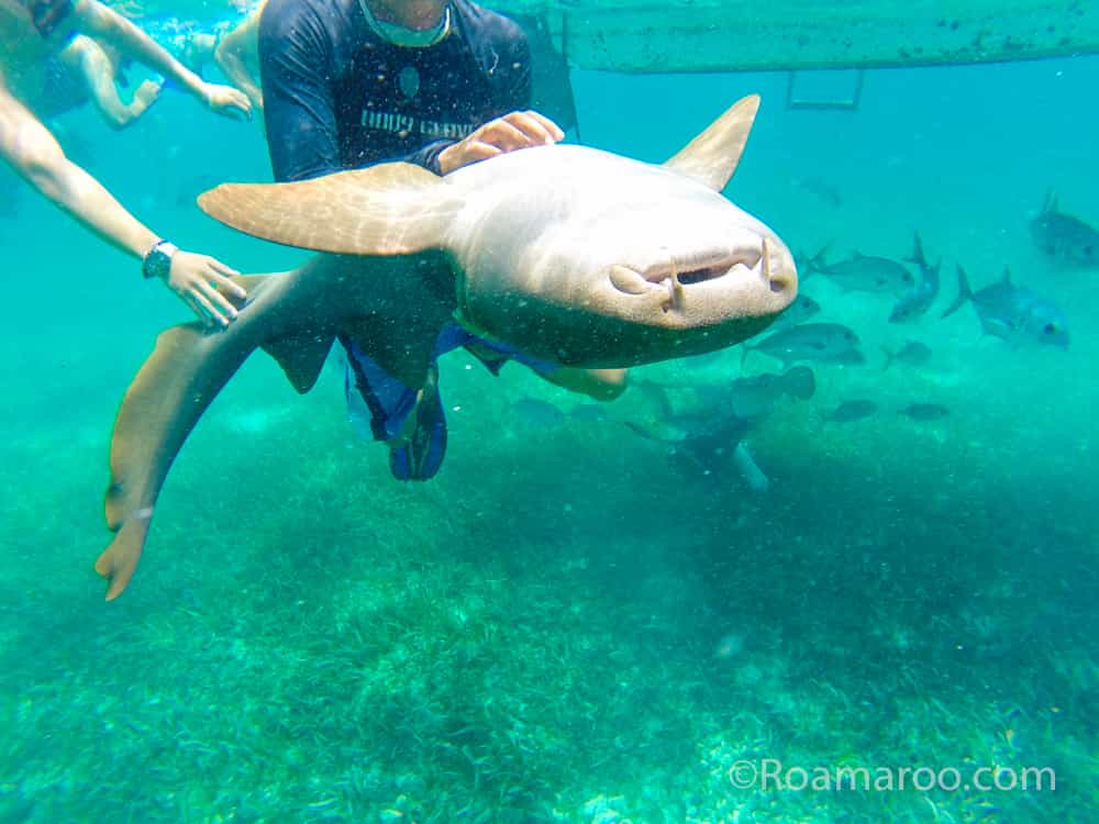 what to do in belize things to do in belize swim with sharks