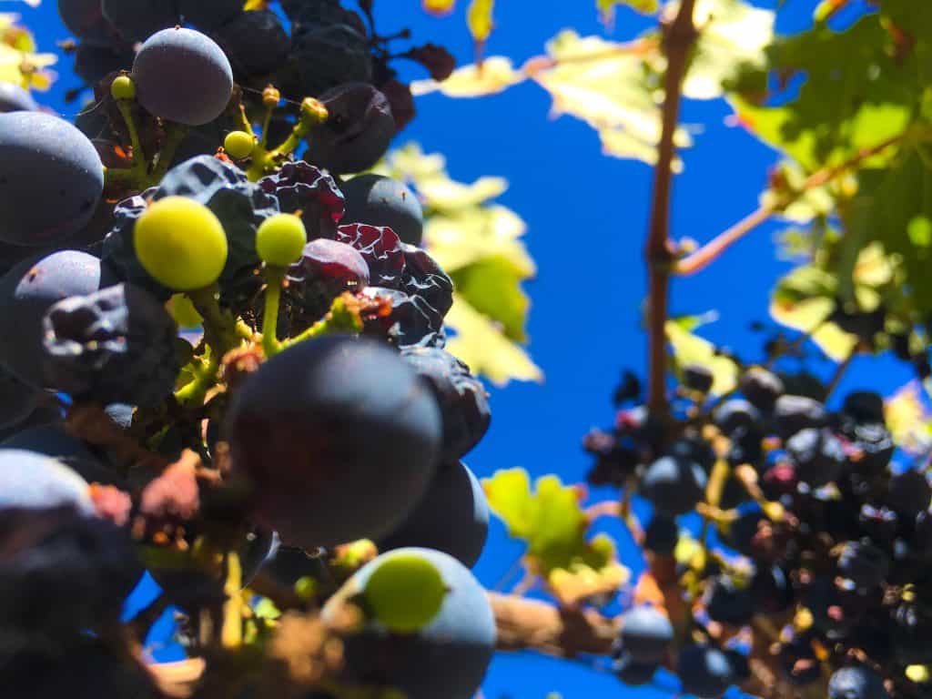 Best things to do in mendoza winery