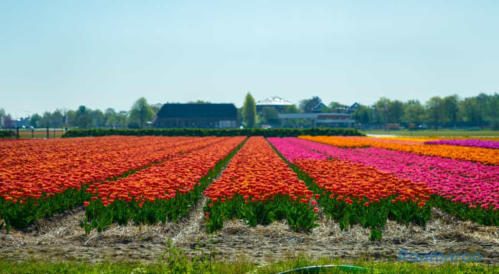 things to do in Amsterdam tulips