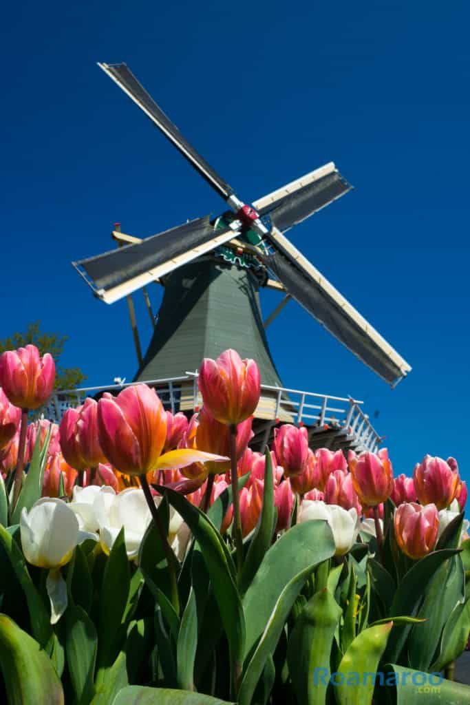 things to do in amsterdam windmill