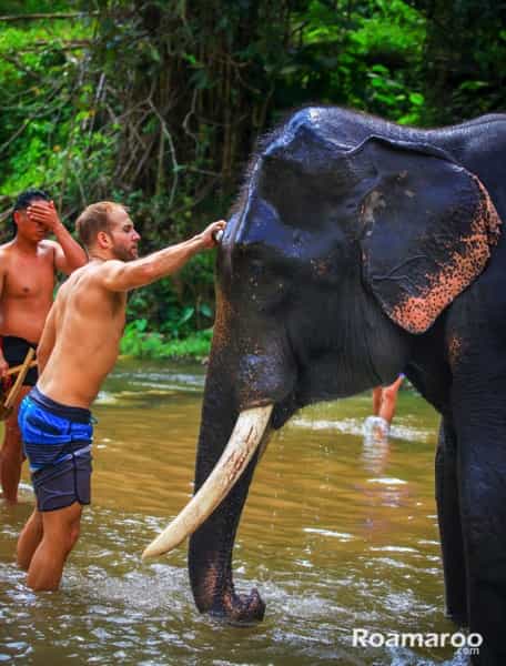 Cleaning Elephant Scott 2.jpg Pantara Elephant Farm Cleaning Elephant Scott 2