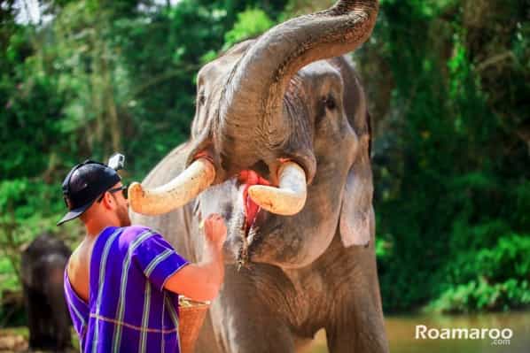 Feeding Elephant.jpg Pantara Elephant Farm Feeding Elephant