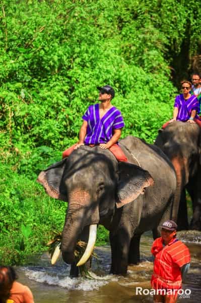 Riding elephant to lunch.jpg Pantara Elephant Farm Riding elephant to lunch