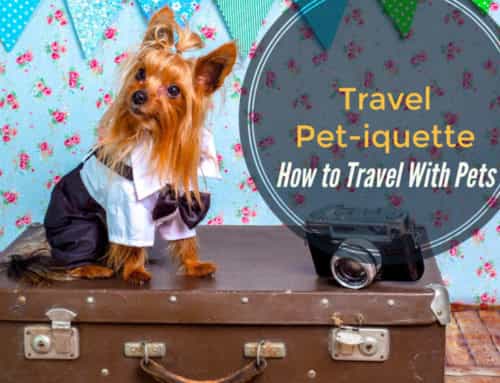 Travel Pet-iquette: Traveling with Pets