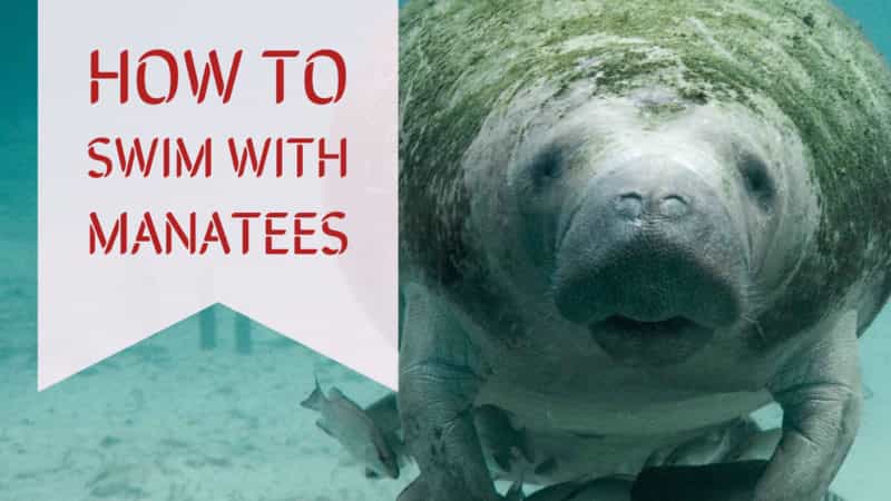 how-to-swim-with-manatees