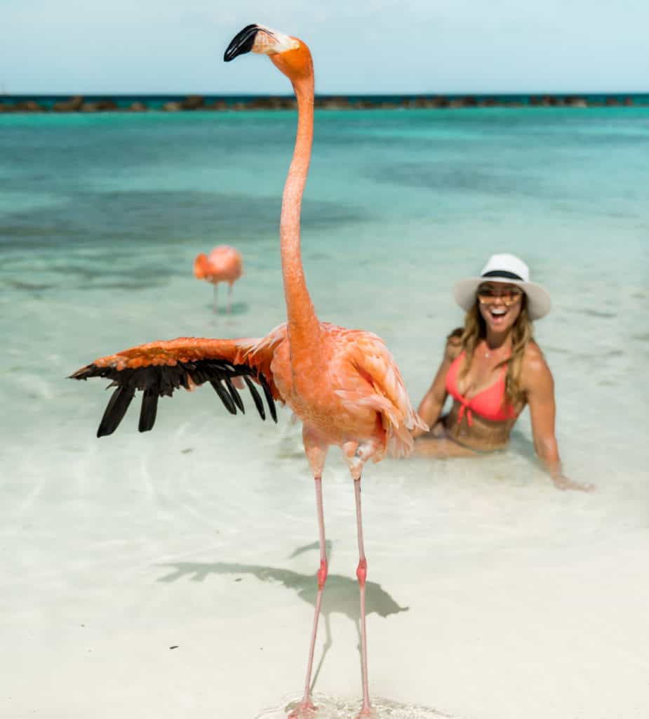 Flamingo Standing on Flamingo Beach