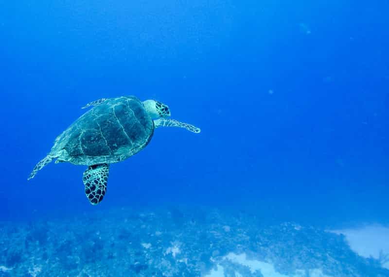 cayman-islands cayman-islands