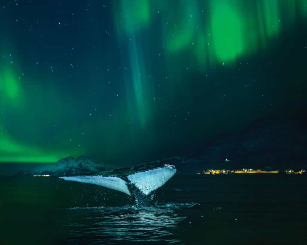 hurtigruten-northern-lights