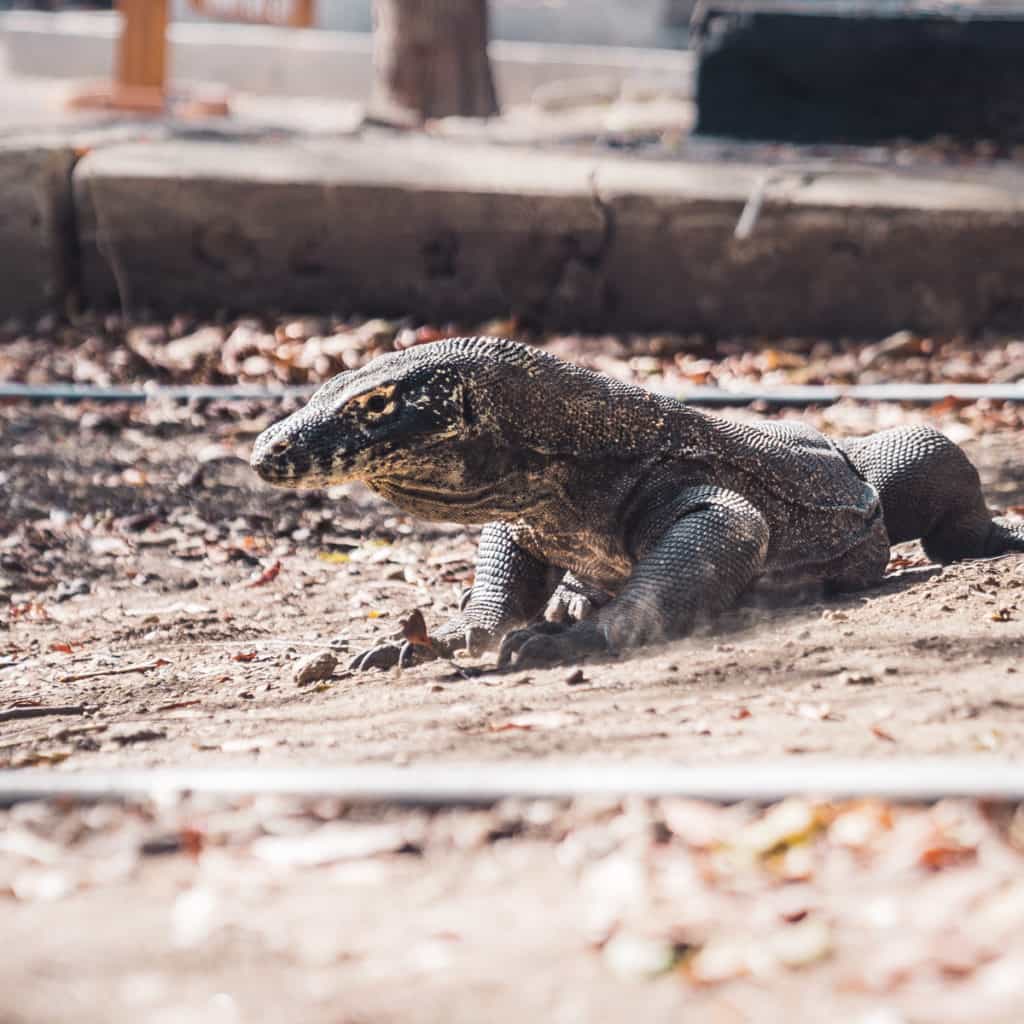 komodo-national-park