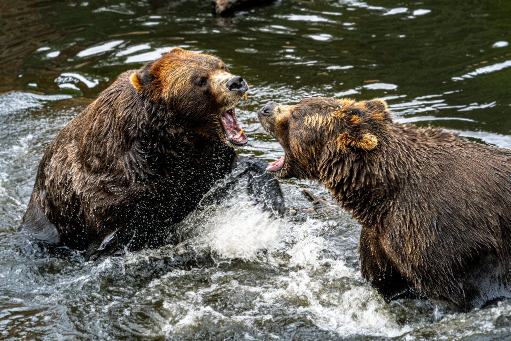 alaska-packing-list how-to-choose-an-alaskan-cruise