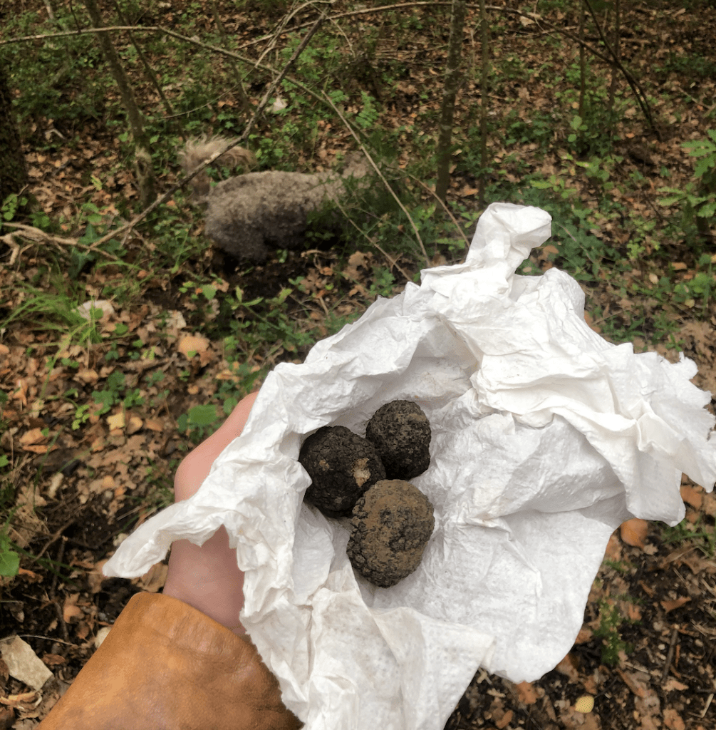 truffle-hunting-tuscany truffle-hunting-tuscany