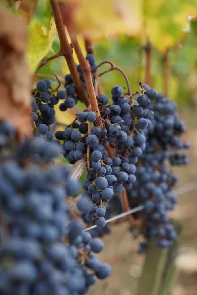 chateau-fonroque chateau-fonroque