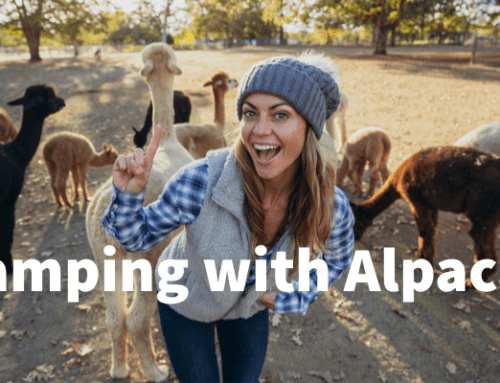 Harvest Hosts – Camping with Alpacas